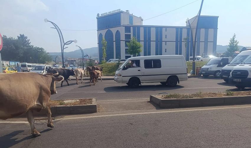 Başıboş İnekler Şehir Merkezinde