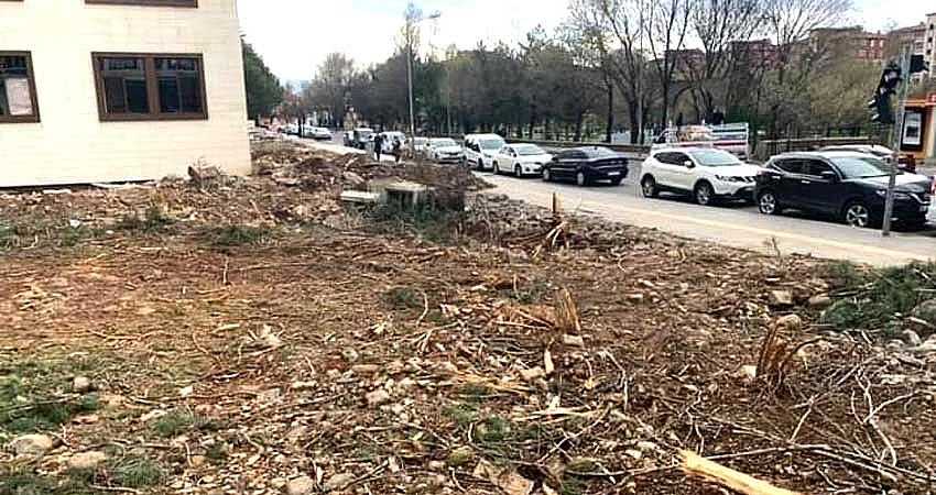 40 YILLIK AĞAÇLAR KESİLDİ