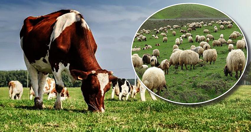 BÜYÜKBAŞ HAYVAN SAYISI AZALDI, KÜÇÜKBAŞ HAYVAN SAYISI ARTTI