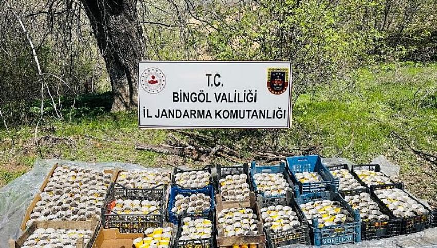 480 Kök Kenevir Ele Geçirildi