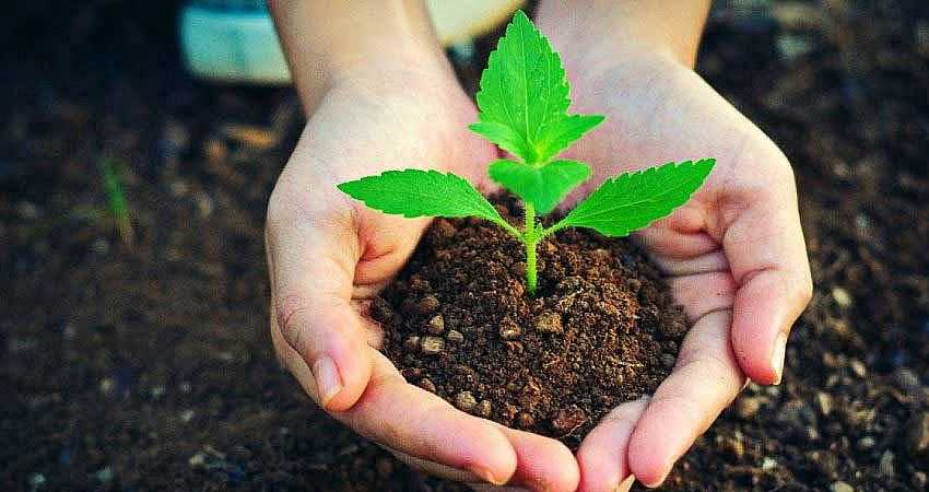 BİNGÖL’DE 281 BİN FİDAN DİKİLECEK