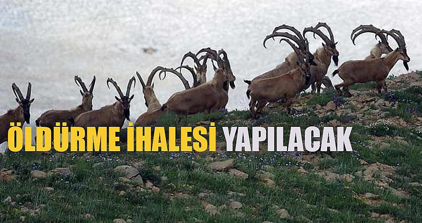 YABAN HAYVANLARINI ÖLDÜRME İHALESİ YAPILACAK