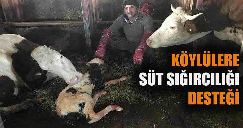 Köylülere süt sığırcılığı desteği