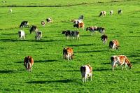 Mera ve Yaylalar Kiraya Verilecek