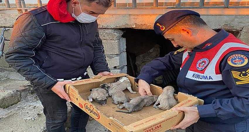 DONMAK ÜZERE OLAN YAVRU KÖPEKLER KURTARILDI